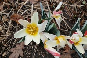 tulips on dry grass