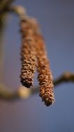 Hazel flower close up