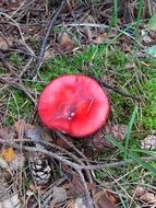 Toxic fly agaric mushroom in the forest