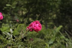 pink plant garden