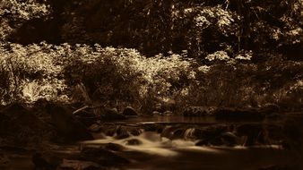 nature of the forest at dusk