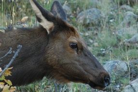 donkey face portrait