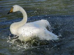 swan playing in the water