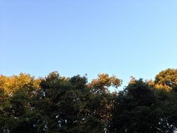 forest trees tops at blue sky