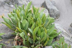 plant stones beach