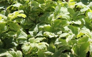 green bishopâs weed, goutweed, ground cover plant