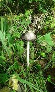 mushroom on a long stalk among green grass in the forest