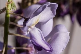 blue flower wisteria close-up on blurred background