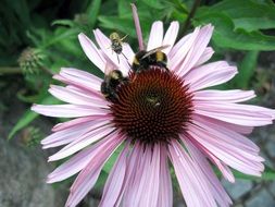 Bees on the beautiful and colorful flower