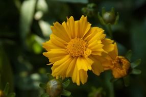 yellow flowers among the buds