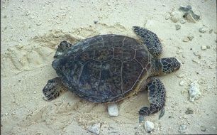 Green sea turtle