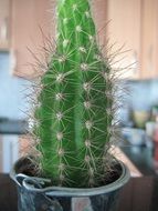 ornament cactus plant