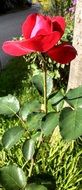 red rose bloom in the garden