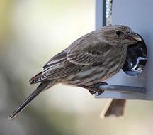ruby finch bird wildlife
