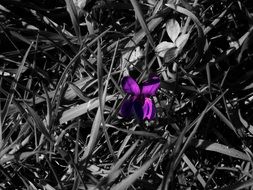 alone purple spring flower