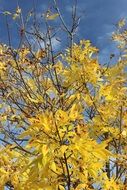 yellow autumn trees on a sunny day