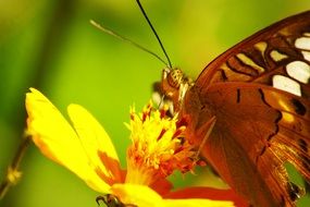 butterfly on inflorescence of a yellow flower