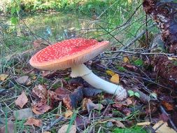 fly agaric among forest in autumn foliage