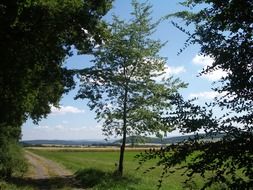 landscape of rural field