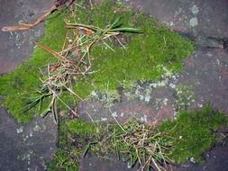moss plant on the rock