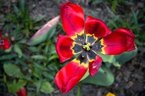 extraordinary beautiful tulip flower