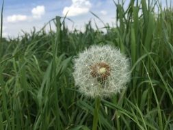 lush dandelion among the high green grass