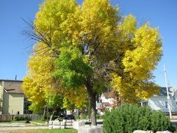 green foliage on a tree on a city street