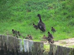 duck with chicks on green grass