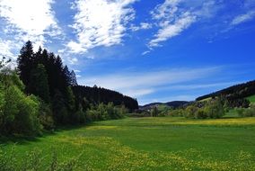 Landscape of the beautiful meadow in summer