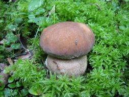 mushroom on the green moss