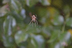 brown spider on the web in nature
