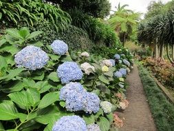 hortensia flowers