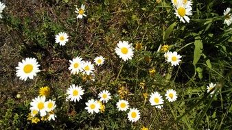 Small daisies on a meadow