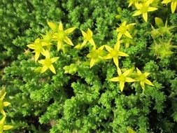 sedum acre, blooming plants