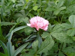 carnation flower in a garden