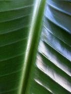 green leaf closer view