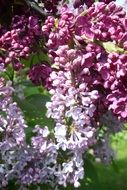 lilac flowers on a bush