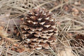 pine cone on dry needles