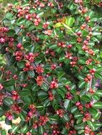 plant with small red flowers and green leaves