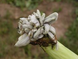 Neoplasm on the plant