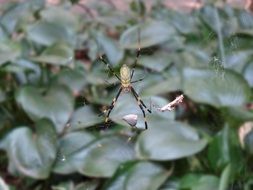 spider and its web