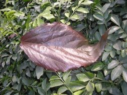 brown leaf and green leaves