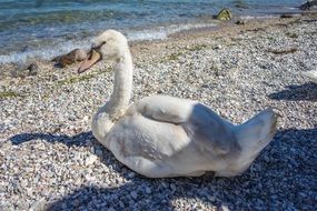 white swan on the shore