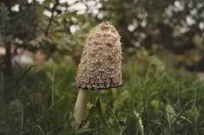 coprinus mushroom