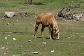 horse on pasture