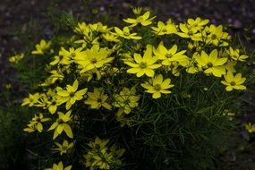 small flowering shrub with yellow flowers