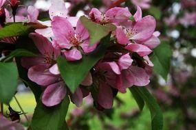 delicate purple flowers on the bush