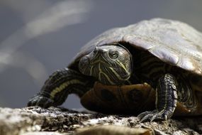 Red-eared slider looking straight