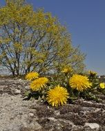 yellow dandelion and spring trees landscape