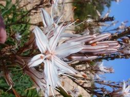 branched asphodel is a branched perennial plant